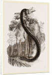 Anaconda by Anonymous