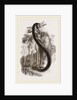 Anaconda by Anonymous