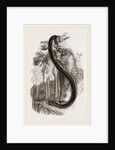 Anaconda by Anonymous