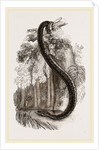 Anaconda by Anonymous