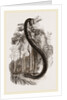 Anaconda by Anonymous