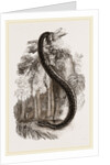 Anaconda by Anonymous