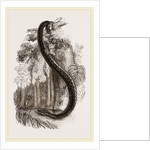 Anaconda by Anonymous
