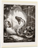 Boa Constrictor by Anonymous