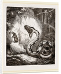 Boa Constrictor by Anonymous