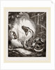Boa Constrictor by Anonymous