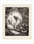 Boa Constrictor by Anonymous