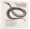 Tentacled Herpeton by Anonymous