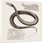 Tentacled Herpeton by Anonymous
