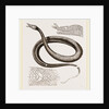 Tentacled Herpeton by Anonymous