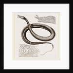 Tentacled Herpeton by Anonymous