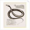 Tentacled Herpeton by Anonymous
