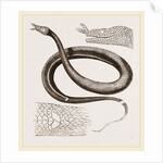 Tentacled Herpeton by Anonymous
