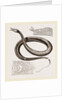 Tentacled Herpeton by Anonymous