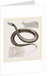 Tentacled Herpeton by Anonymous