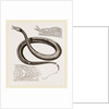 Tentacled Herpeton by Anonymous