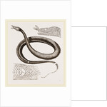 Tentacled Herpeton by Anonymous