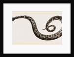C6—Tiger-Python by Anonymous