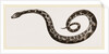 C6—Tiger-Python by Anonymous