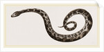 C6—Tiger-Python by Anonymous
