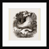 Viper and Young by Anonymous