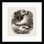 Viper and Young by Anonymous