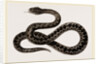 Viper by Anonymous