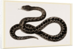 Viper by Anonymous