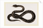 Viper by Anonymous