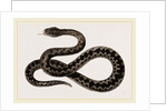 Viper by Anonymous