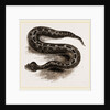 South African Cerastes by Anonymous