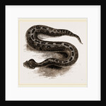 South African Cerastes by Anonymous