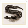 South African Cerastes by Anonymous