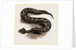 South African Cerastes by Anonymous