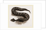 South African Cerastes by Anonymous