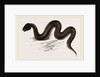 Unadorned Viper by Anonymous