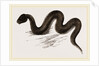 Unadorned Viper by Anonymous