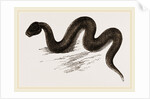 Unadorned Viper by Anonymous