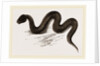 Unadorned Viper by Anonymous