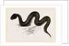 Unadorned Viper by Anonymous