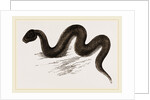 Unadorned Viper by Anonymous