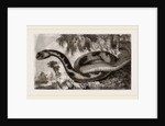 Egyptian Cerastes by Anonymous