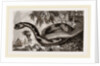 Egyptian Cerastes by Anonymous