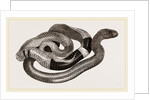 Egyptian Cobra or Asp by Anonymous