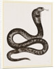 Egyptian Cobra by Anonymous