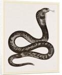 Egyptian Cobra by Anonymous