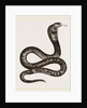 Egyptian Cobra by Anonymous