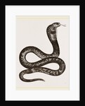 Egyptian Cobra by Anonymous