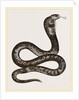 Egyptian Cobra by Anonymous