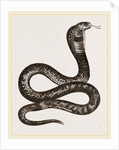 Egyptian Cobra by Anonymous